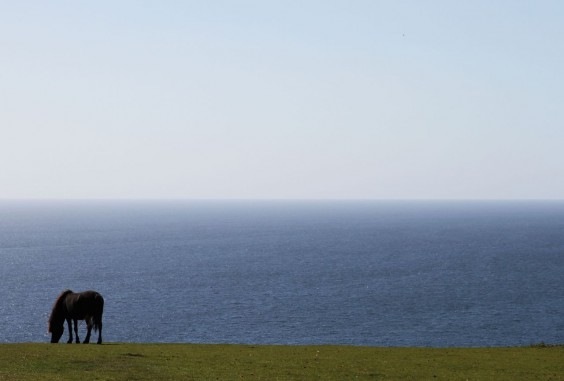 Pferd auf der Wiese in Cornwall