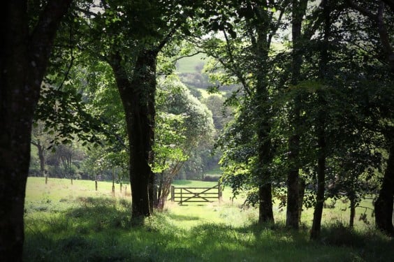 Cornwall Natur