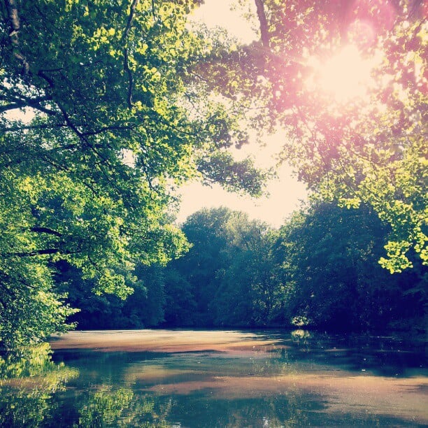 tiergarten, berlin, sun, lake, trees, forest, 